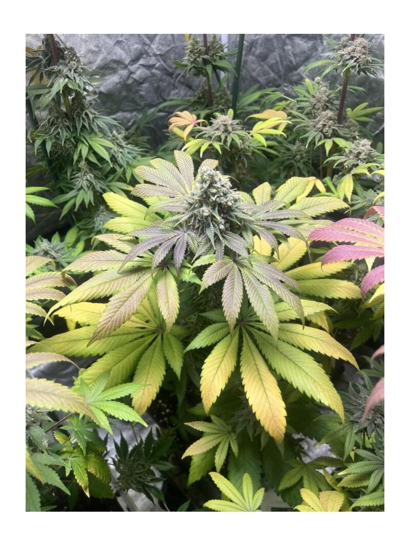 Frosty Tooth, Фасовка: 3, изображение 2